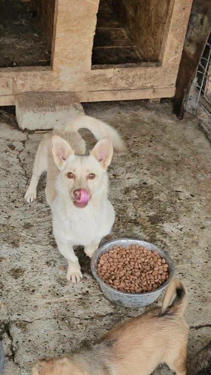 Fiona (w), female 3yo Mixed Breed for adoption at Tiernothilfe Casa Katharina e.V., Nürnberg
