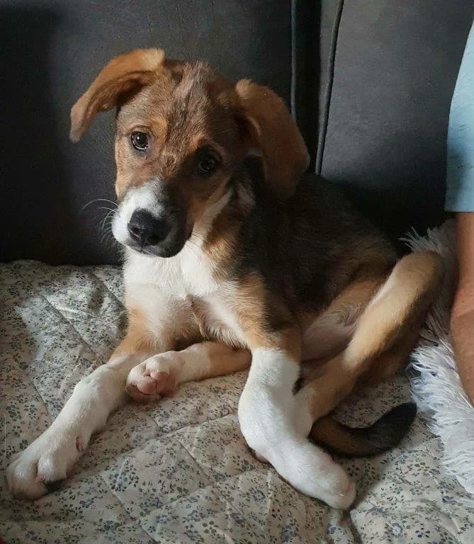 Pepito (m), puppy Mixed Breed for adoption at Tiernothilfe Casa Katharina e.V., Nürnberg