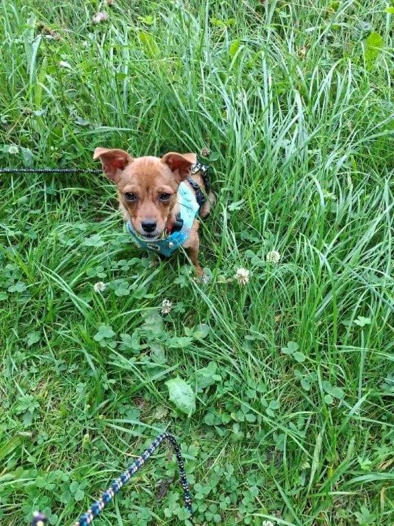 Honey (w), female puppy Mixed Breed for adoption at Tiernothilfe Casa Katharina e.V., Nürnberg