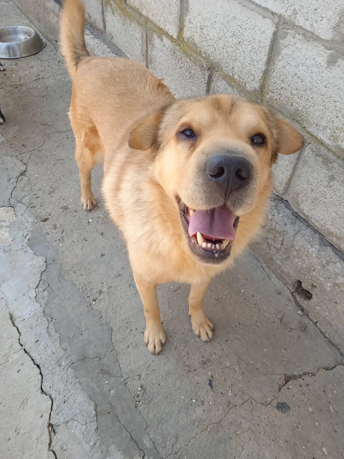 Sharpey (m), 6yo Mixed Breed for adoption at Tiernothilfe Casa Katharina e.V., Nürnberg