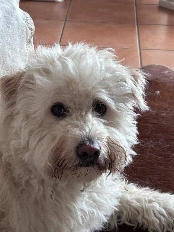 Odin (m), female 4yo Mixed Breed for adoption at Tiernothilfe Casa Katharina e.V., Nürnberg