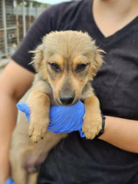 Chico (m), male puppy Mixed Breed for adoption at Tiernothilfe Casa Katharina e.V., Nürnberg