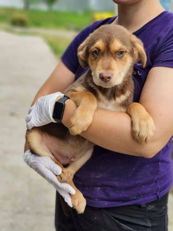 Micky (m), male puppy Mixed Breed for adoption at Tiernothilfe Casa Katharina e.V., Nürnberg