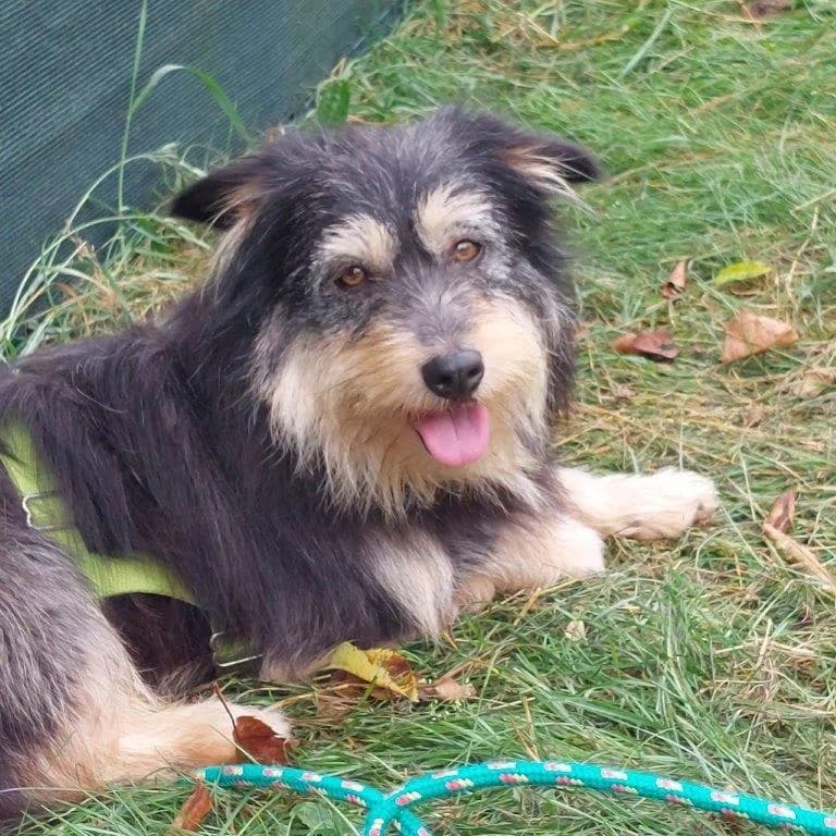 Joanna (w), female Mixed Breed for adoption at Tiernothilfe Casa Katharina e.V., Nürnberg