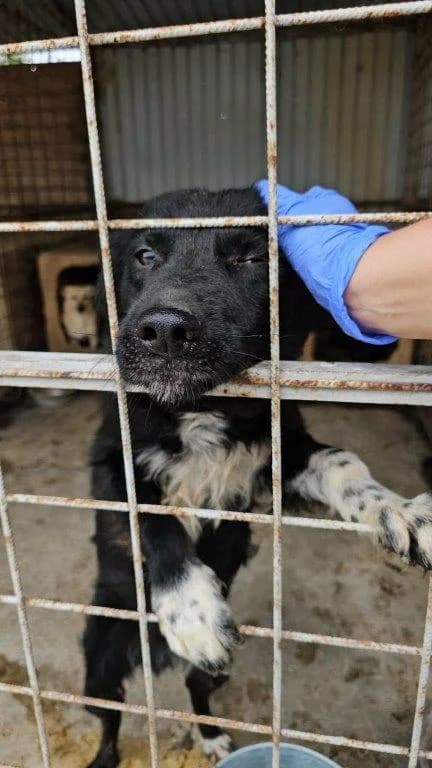 Rasmus (m), male 3yo Mixed Breed for adoption at Tiernothilfe Casa Katharina e.V., Nürnberg