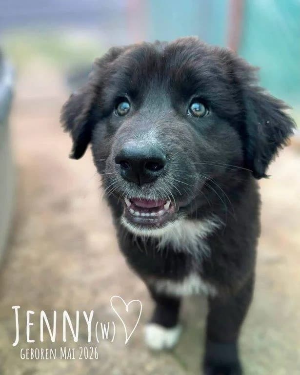 Jenny (w), puppy Mixed Breed for adoption at Tiernothilfe Casa Katharina e.V., Nürnberg