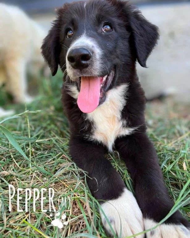 Pepper (m), puppy Mixed Breed for adoption at Tiernothilfe Casa Katharina e.V., Nürnberg