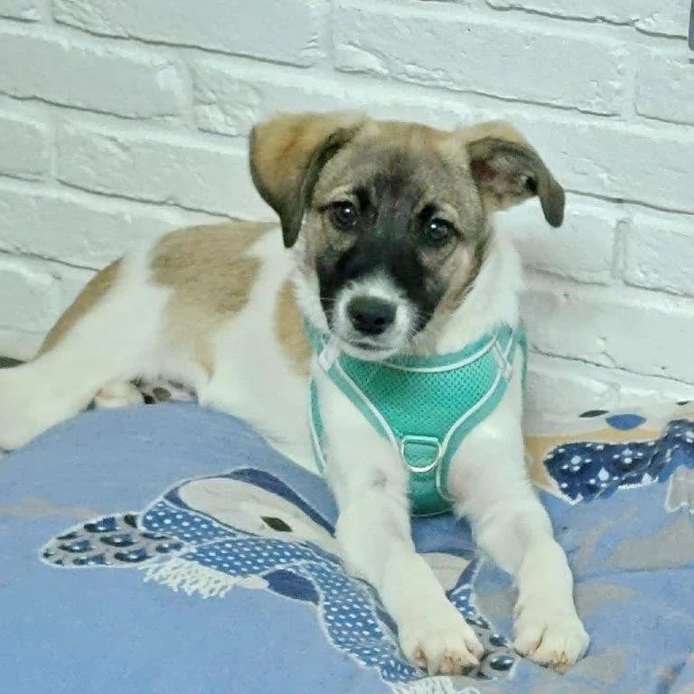 Nolan (m), puppy Mixed Breed for adoption at Tiernothilfe Casa Katharina e.V., Nürnberg