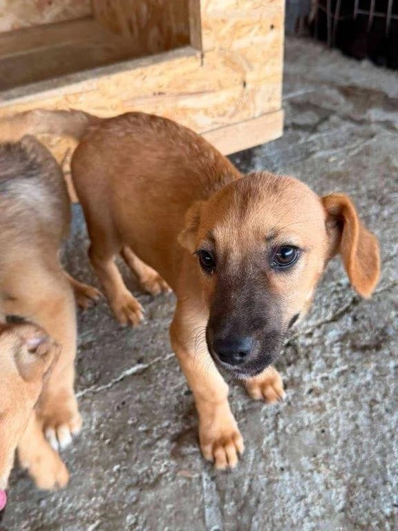Ada (w), female puppy Mixed Breed for adoption at Tiernothilfe Casa Katharina e.V., Nürnberg