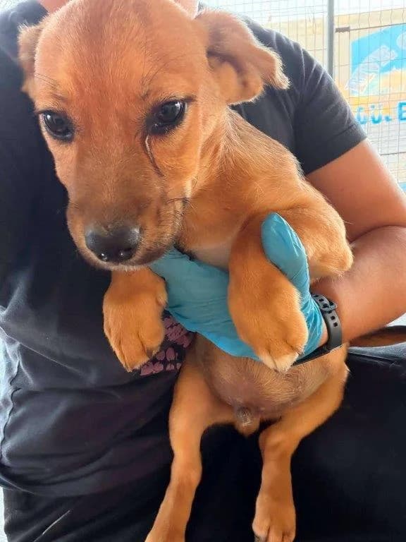 Addy (m), male puppy Mixed Breed for adoption at Tiernothilfe Casa Katharina e.V., Nürnberg