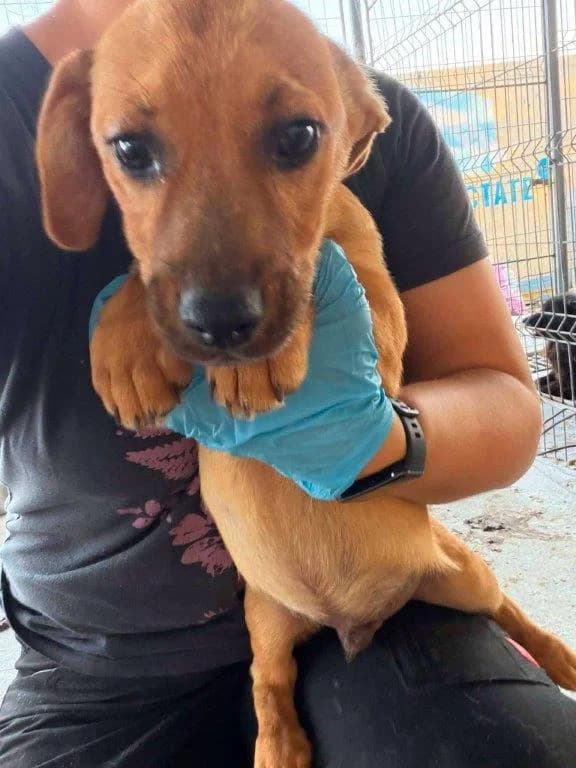 Ari (m), male puppy Mixed Breed for adoption at Tiernothilfe Casa Katharina e.V., Nürnberg