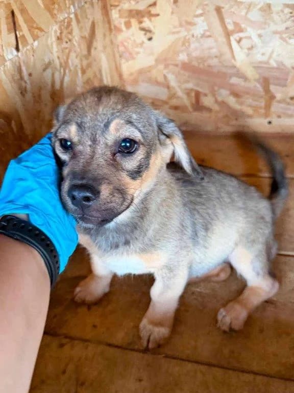 Asja (w), female puppy Mixed Breed for adoption at Tiernothilfe Casa Katharina e.V., Nürnberg