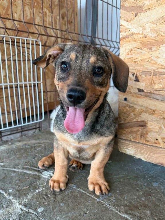 Alfi (m), male puppy Mixed Breed for adoption at Tiernothilfe Casa Katharina e.V., Nürnberg