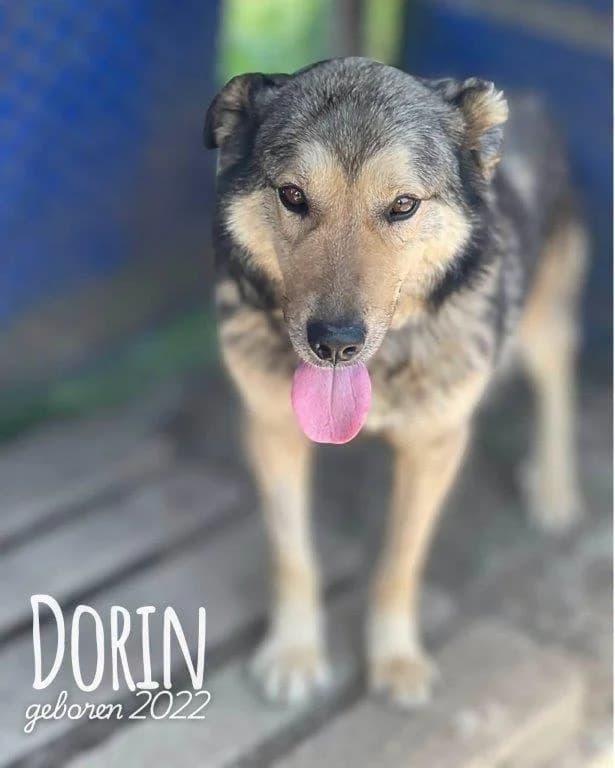 Dorin (m), male puppy Mixed Breed for adoption at Tiernothilfe Casa Katharina e.V., Nürnberg