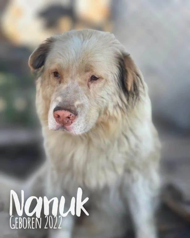 Nanuk (m), Mixed Breed for adoption at Tiernothilfe Casa Katharina e.V., Nürnberg