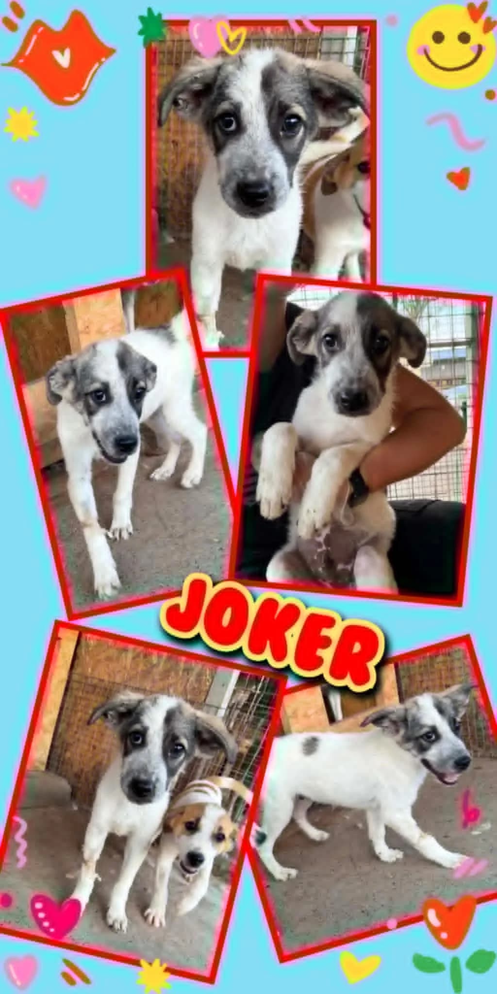 Joker (m), male puppy Mixed Breed for adoption at Tiernothilfe Casa Katharina e.V., Nürnberg