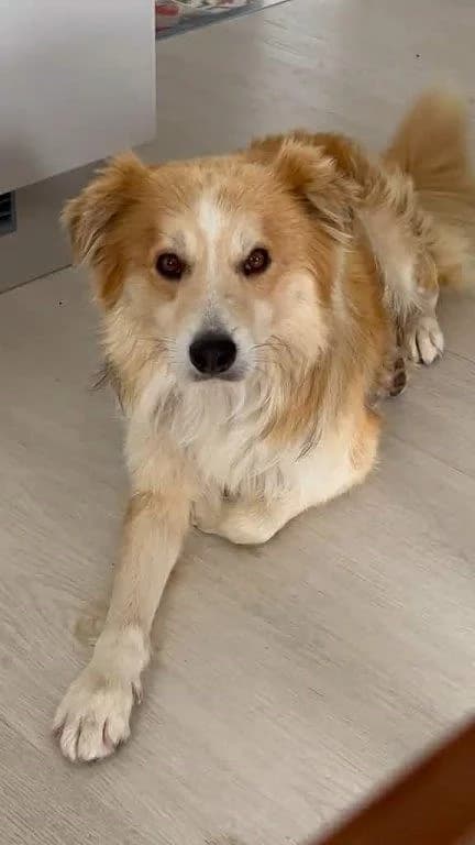 Goose (m), senior Mixed Breed for adoption at Tiernothilfe Casa Katharina e.V., Nürnberg