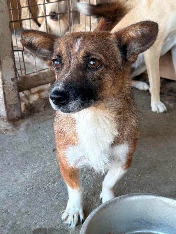 Zilly (w), 6yo Mixed Breed for adoption at Tiernothilfe Casa Katharina e.V., Nürnberg