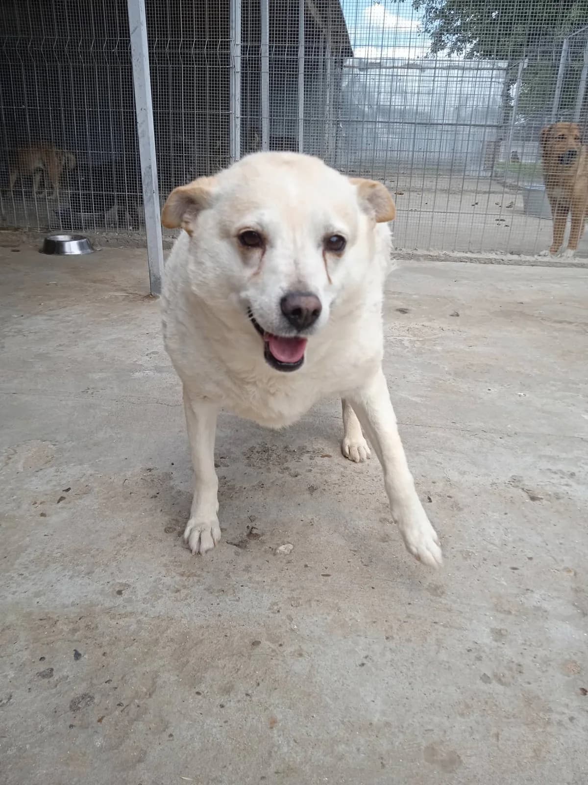 Dionis (m), young Mixed Breed for adoption at Tiernothilfe Casa Katharina e.V., Nürnberg