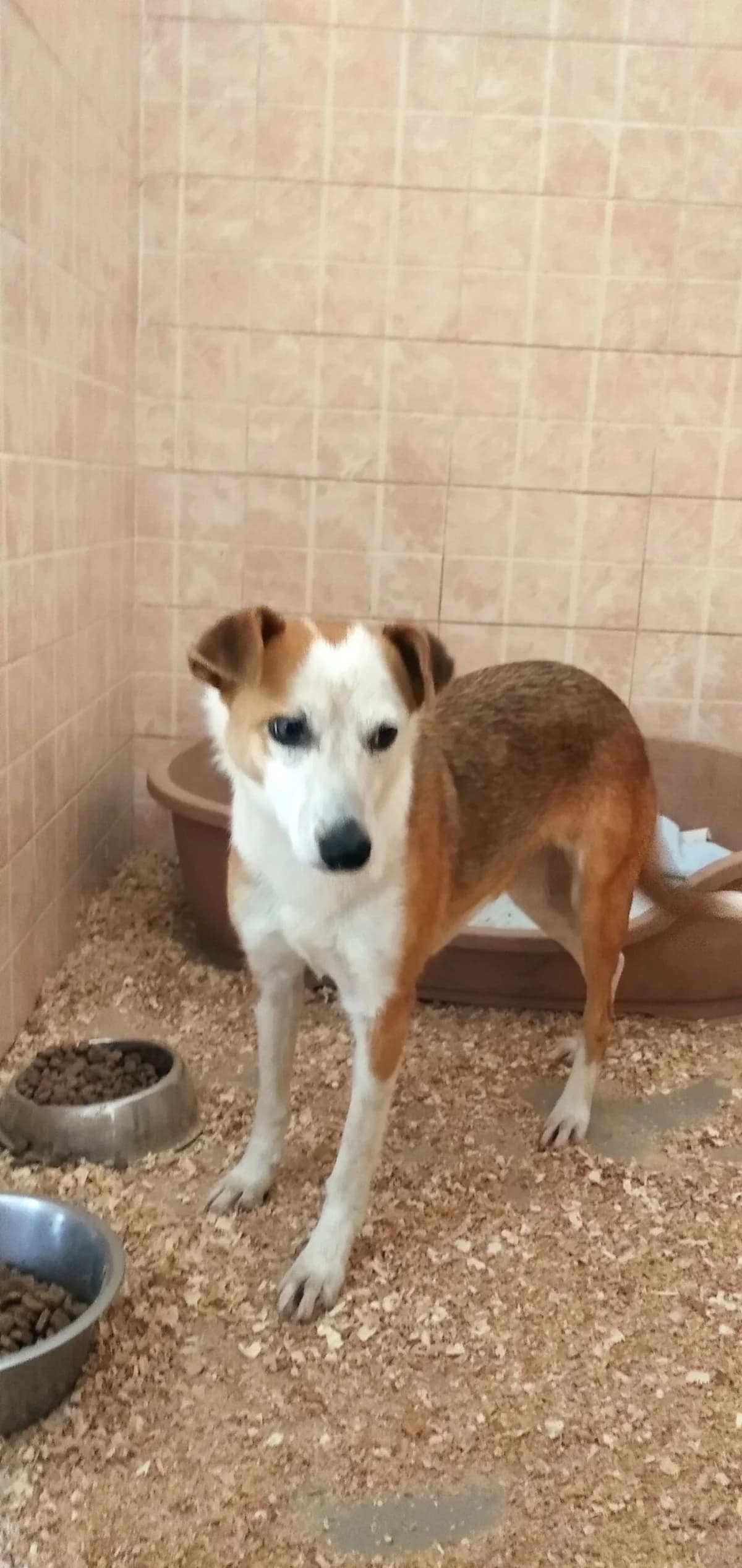 Lemonia (w), 3yo Mixed Breed for adoption at Tiernothilfe Casa Katharina e.V., Nürnberg