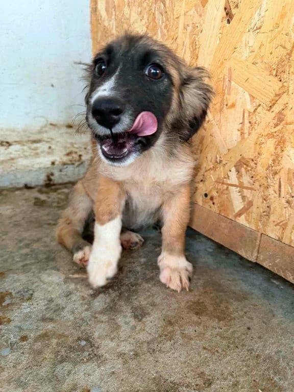 Selia (w), female puppy Mixed Breed for adoption at Tiernothilfe Casa Katharina e.V., Nürnberg