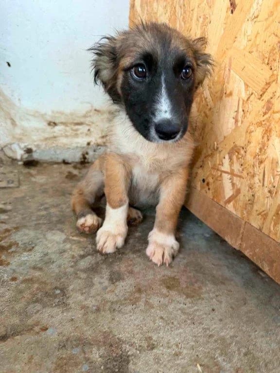 Selia (w), female puppy Mixed Breed for adoption at Tiernothilfe Casa Katharina e.V., Nürnberg