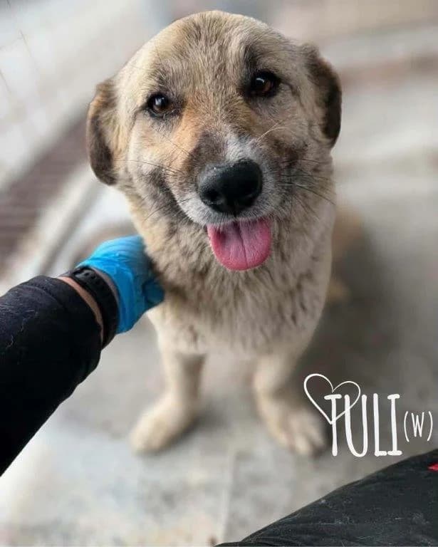 Tuli (w), female Mixed Breed for adoption at Tiernothilfe Casa Katharina e.V., Nürnberg