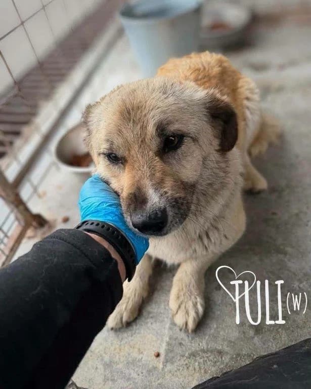 Tuli (w), female Mixed Breed for adoption at Tiernothilfe Casa Katharina e.V., Nürnberg