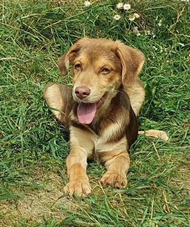 Micky (m), puppy Mixed Breed for adoption at Tiernothilfe Casa Katharina e.V., Nürnberg