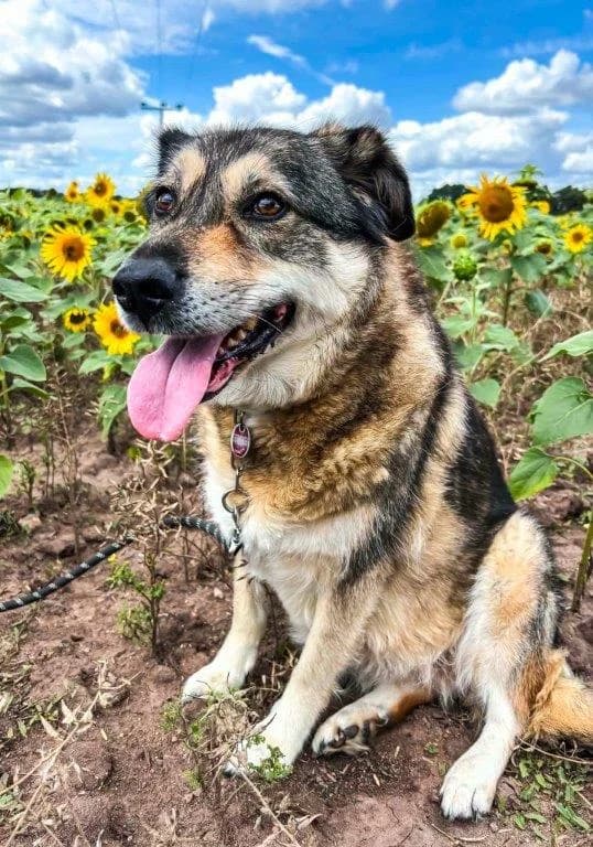 Shalimar (Charly) (w), Mixed Breed for adoption at Tiernothilfe Casa Katharina e.V., Nürnberg