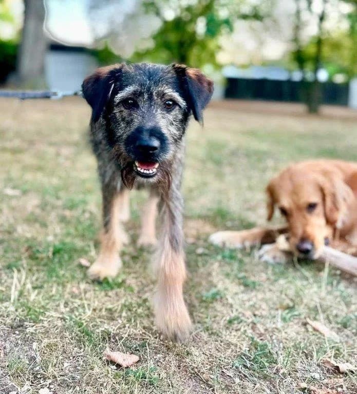 Tessa (w), Mixed Breed for adoption at Tiernothilfe Casa Katharina e.V., Nürnberg