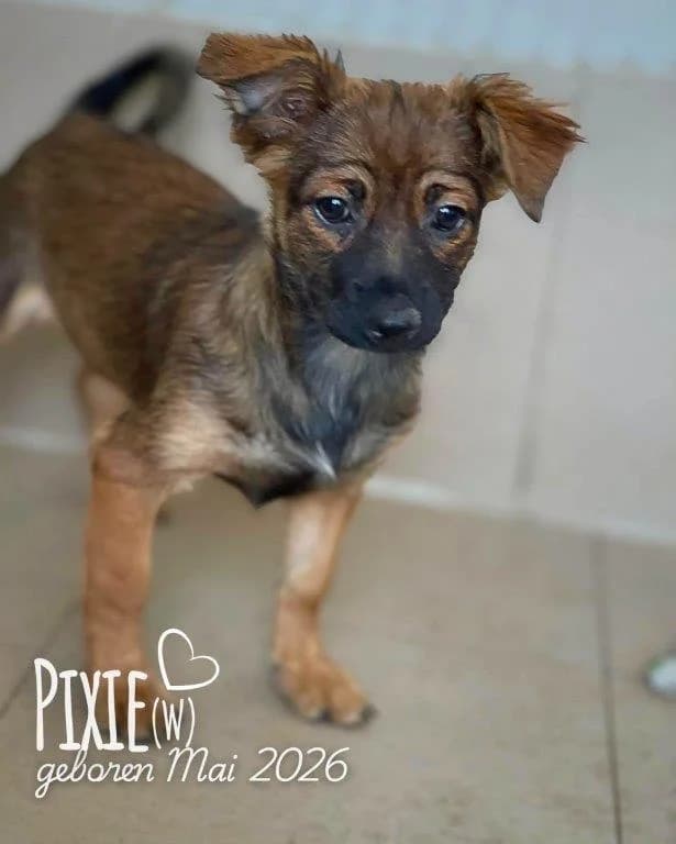 Pixie (w), female puppy Mixed Breed for adoption at Tiernothilfe Casa Katharina e.V., Nürnberg