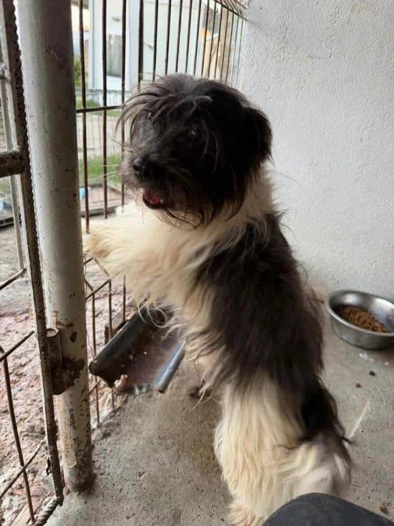 Puschel (m), male 3yo Mixed Breed for adoption at Tiernothilfe Casa Katharina e.V., Nürnberg
