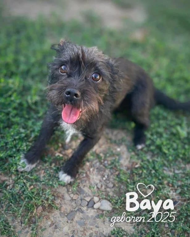 Baya (w), female Mixed Breed for adoption at Tiernothilfe Casa Katharina e.V., Nürnberg