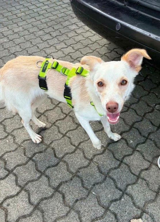Pikachu (m), male 5yo Mixed Breed for adoption at Tiernothilfe Casa Katharina e.V., Nürnberg