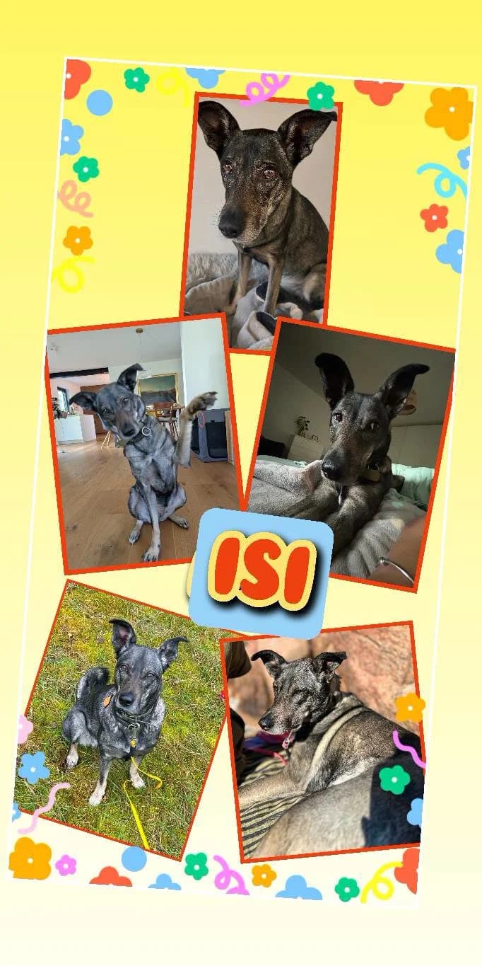 Isi (w), sand 6yo Mixed Breed for adoption at Tiernothilfe Casa Katharina e.V., Nürnberg