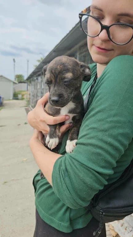 Lolly (w), female puppy Mixed Breed for adoption at Tiernothilfe Casa Katharina e.V., Nürnberg