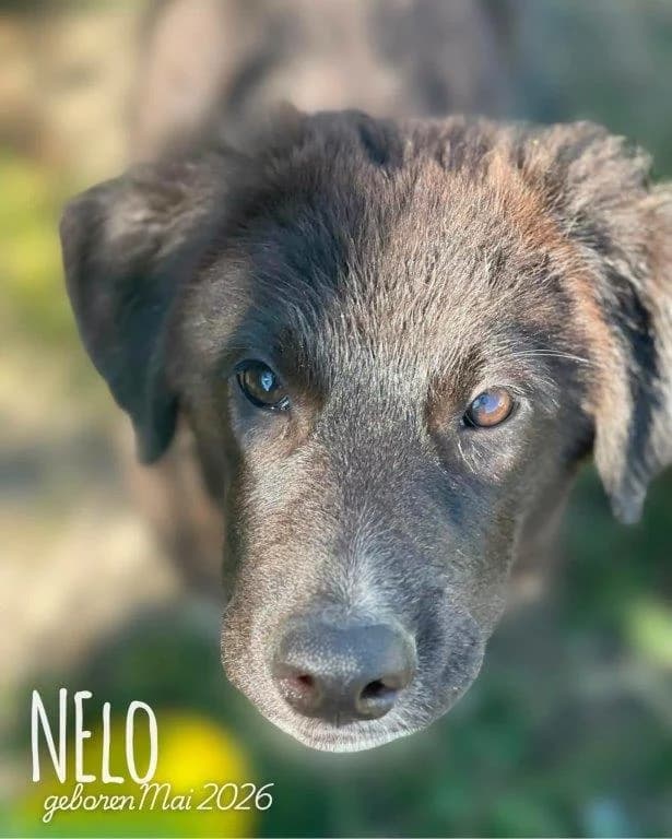 Nelo (m), male puppy Mixed Breed for adoption at Tiernothilfe Casa Katharina e.V., Nürnberg