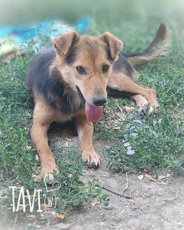 Tavi (w), female puppy Mixed Breed for adoption at Tiernothilfe Casa Katharina e.V., Nürnberg