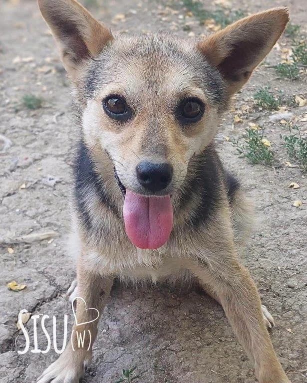 Sisu (w), female puppy Mixed Breed for adoption at Tiernothilfe Casa Katharina e.V., Nürnberg