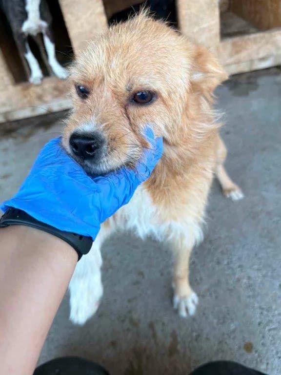 Lioh (m), male 3yo Mixed Breed for adoption at Tiernothilfe Casa Katharina e.V., Nürnberg