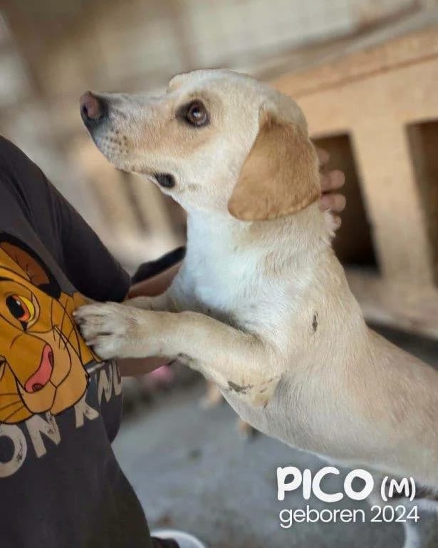 Pico (m), male young Mixed Breed for adoption at Tiernothilfe Casa Katharina e.V., Nürnberg