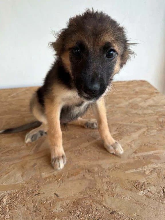Mandy (w), female puppy Mixed Breed for adoption at Tiernothilfe Casa Katharina e.V., Nürnberg
