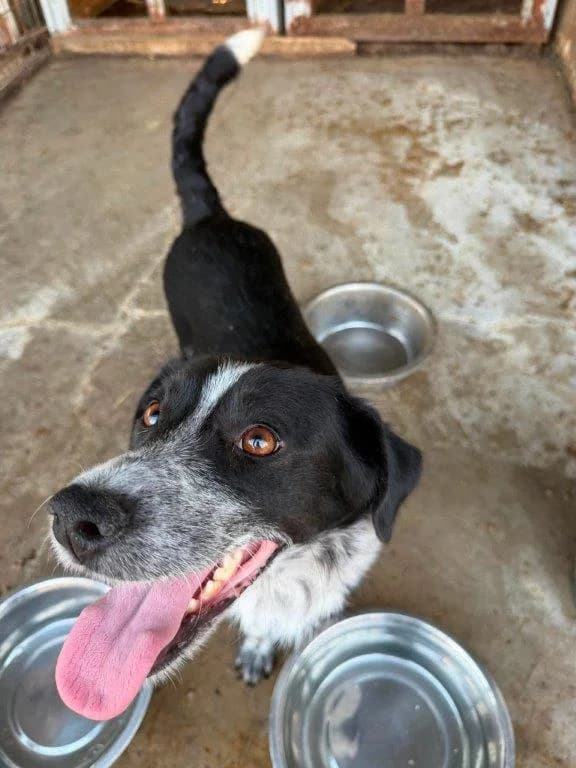 Klara (w), 3yo Mixed Breed for adoption at Tiernothilfe Casa Katharina e.V., Nürnberg