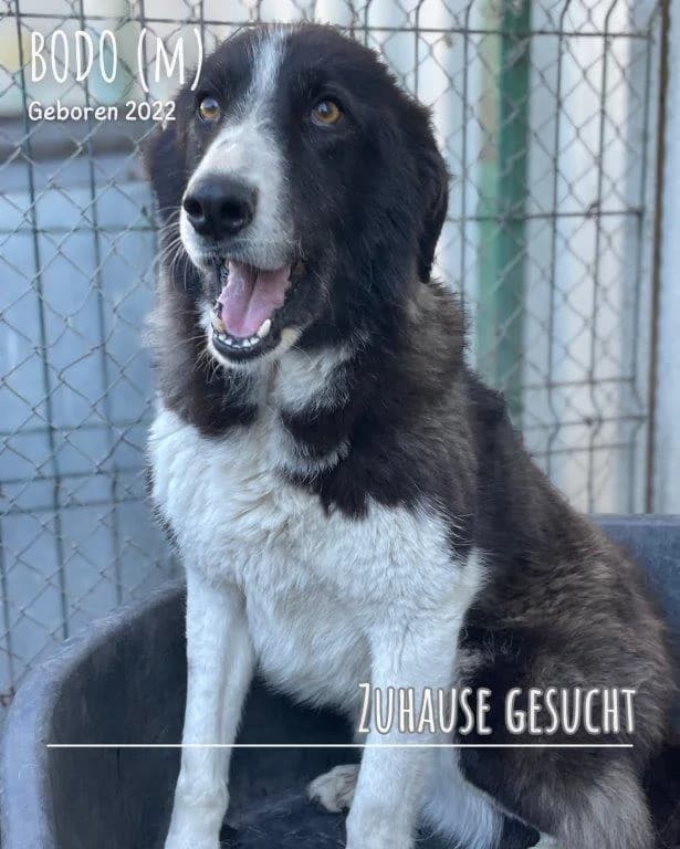 Bodo (m), 5yo Mixed Breed for adoption at Tiernothilfe Casa Katharina e.V., Nürnberg
