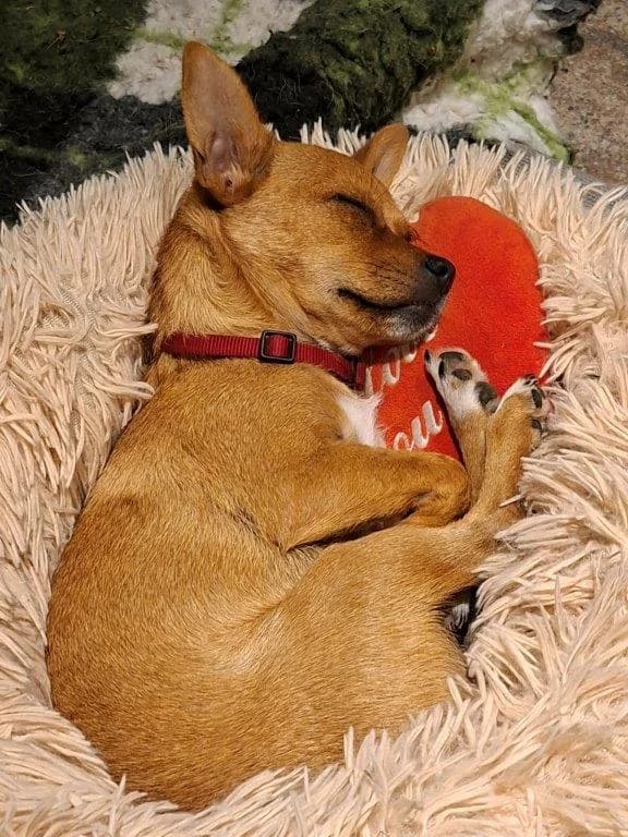 Honey (w), puppy Mixed Breed for adoption at Tiernothilfe Casa Katharina e.V., Nürnberg