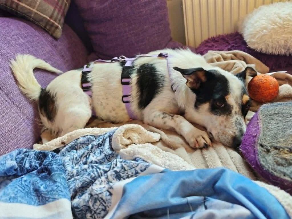 Mayla (w), female 3yo Mixed Breed for adoption at Tiernothilfe Casa Katharina e.V., Nürnberg
