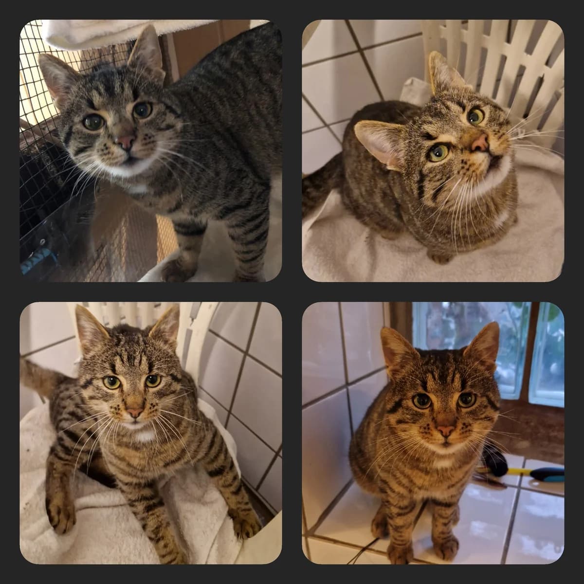 Anton, male senior Mixed Breed for adoption at Tiernothilfe Katz & Co. Frielendorf e.V.