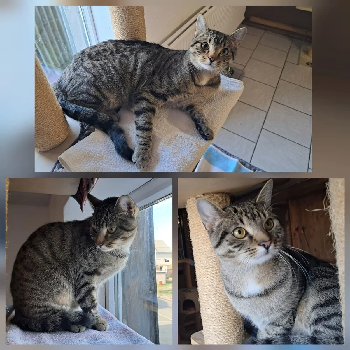 Endlich, grau puppy Mixed Breed for adoption at Tiernothilfe Katz & Co. Frielendorf e.V.