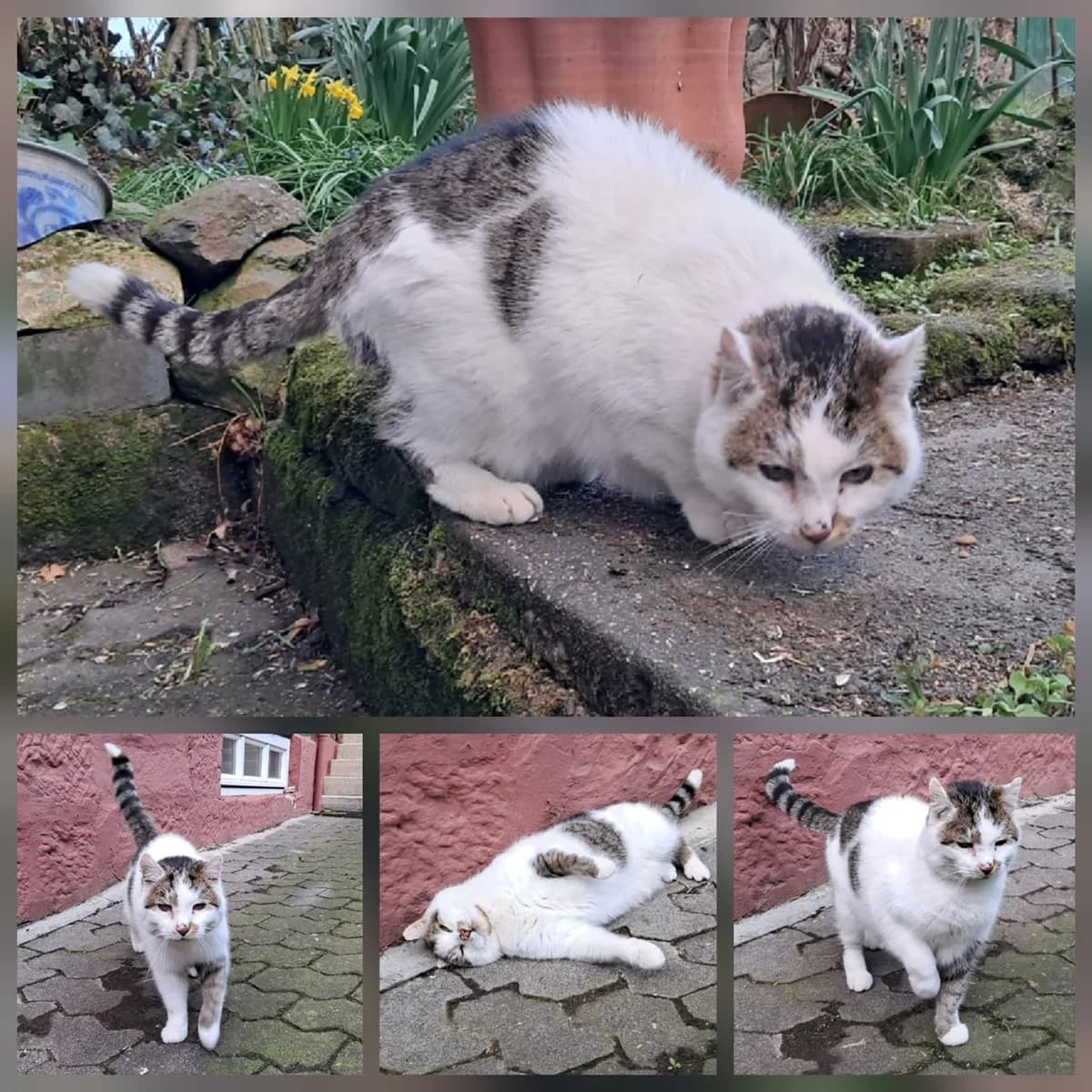 Fritzi, male 7yo Mixed Breed for adoption at Tiernothilfe Katz & Co. Frielendorf e.V.